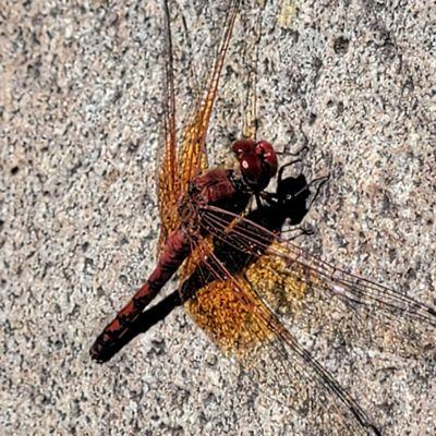 Red dragonfly