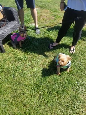 Doggy lifevests