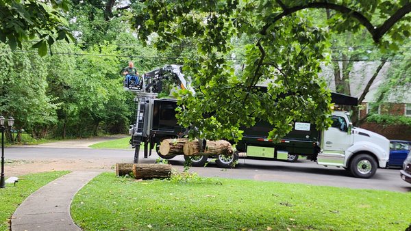 Allen and Sons Tree Service