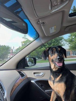 Happy girl after her "spa day" at Scenthound Coon Rapids!