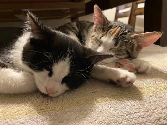 The kittens resting on the chair after dinner.