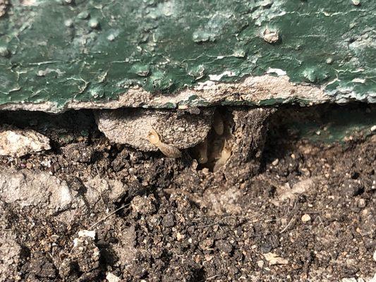 Termites found in a San Antonio home!