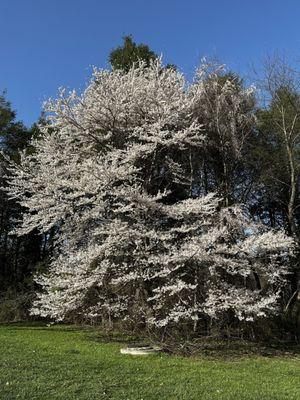 Cherry Blossom season