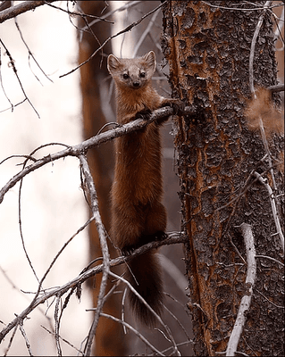 Jackson Hole Grand Expeditions