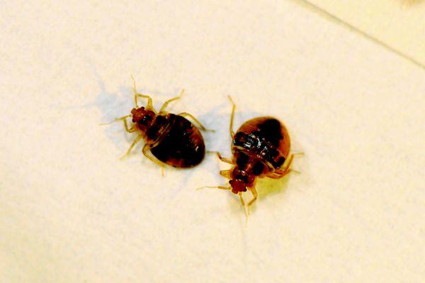 Bed Bugs!