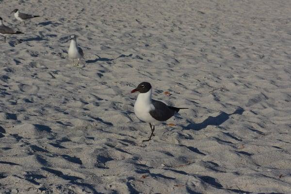 Birdsong Gulf Beach Apartments