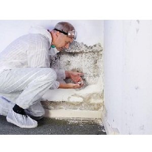 My Long Island Mold Removal