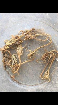 A client that sent us a picture of all the dead scorpions after we serviced her home.