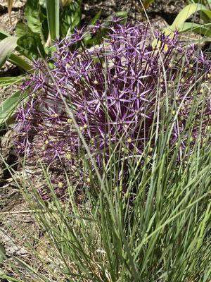 Xeriscape garden