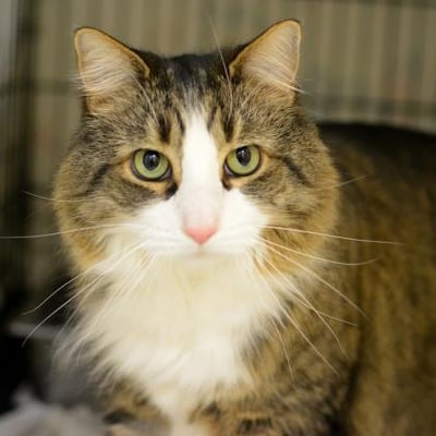 Scituate Animal Shelter