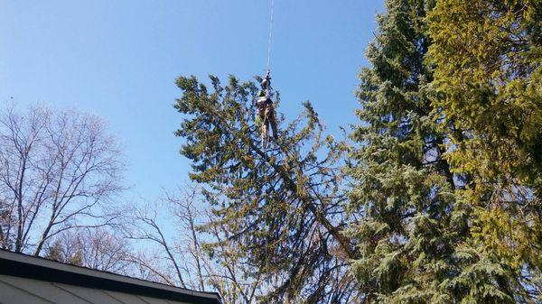 Storm damaged spruce removal