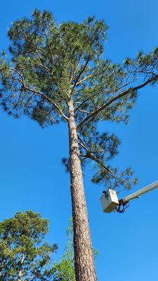 Tree removal