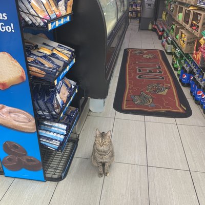 And they were hosting a cat for a while for a near by business that was shut during shelter in place.  These are good people.