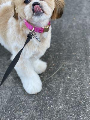 Shih Tzu puppy