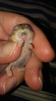 All pets! Even newborn hamsters