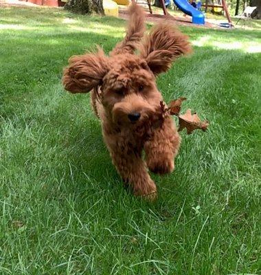 Teddy 
 Mini golden doodle