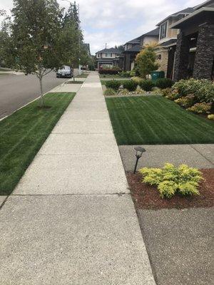 Best lawn in the neighborhood!!!