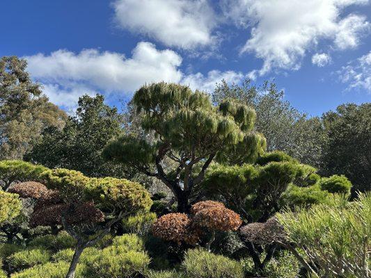 Austin's Garden & Tree Service