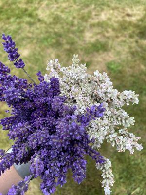 Pick your own lavender