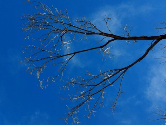 Ash branch that has been pruned.  Wind and snow can pass through easier, preventing breakage.