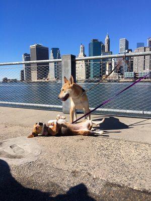 We take your dog on daily adventures around the city!