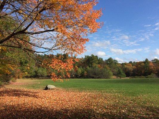 Beautiful autumn foliage in the field!