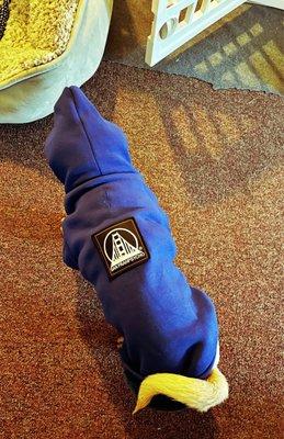 Bik's modeling the San Franpsycho hoodie in Blue. Lots of other colors and choices for your fur child, too.