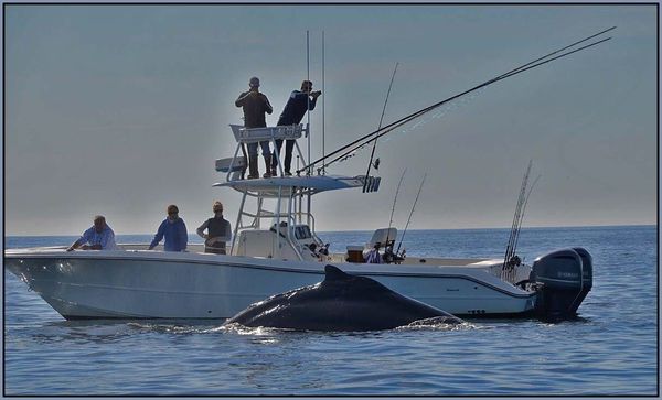 Humpback whale checking out the crew aboard the AFISHINSEA.