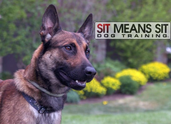 Chunk--He's kind of our mascot for Sit Means Sit Denver Dog Training in Littleton and Denver.