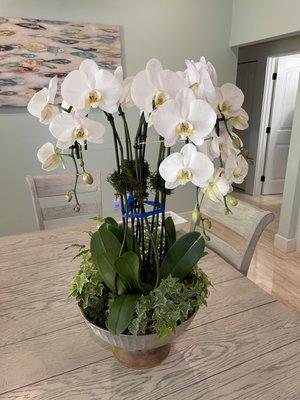 Orchid Arrangements available. Call for me details.