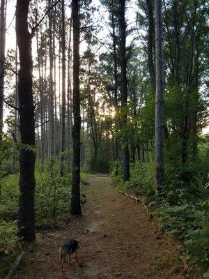 Trails through the trees