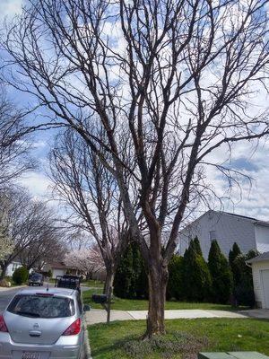 Two trees removed