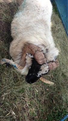 Scottish Blackface Sheep