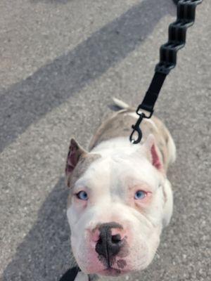 Icy, who also attended the FREE GROUP DOG TRAINING CLASSES in Saginaw Michigan