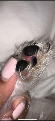 Red inflamed lesions on back paws