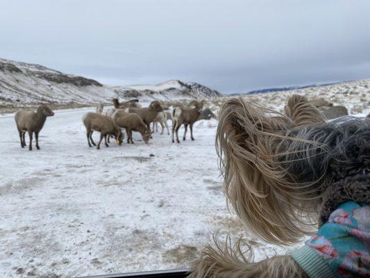 Mickey even saw big horn rams!!