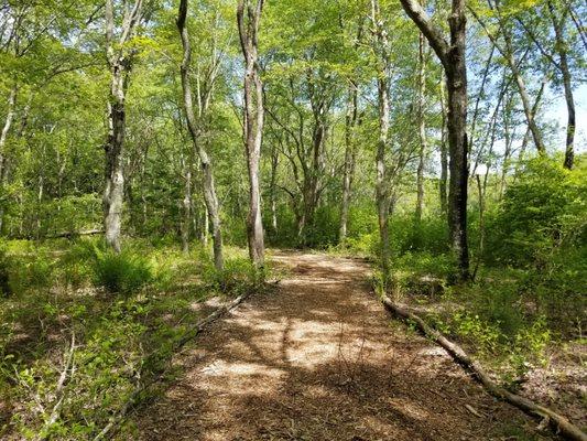 Trails are dirt or wood chips. Many are not blazed.