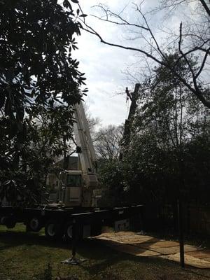 Premiere Tree Services / CTLS Elite Outdoor Services