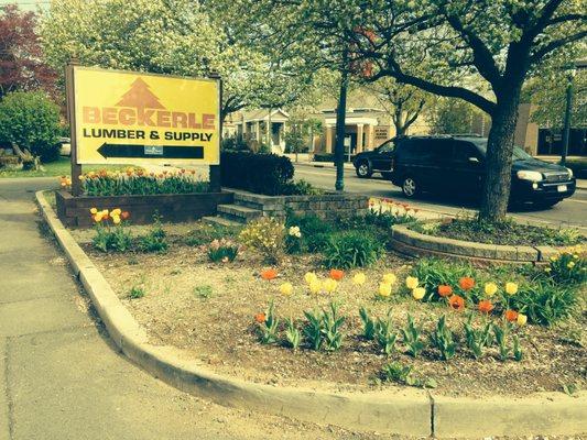 Congers with the red and yellow tulips