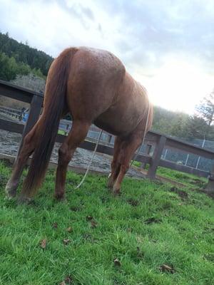 Ruby grazing by the outdoor arena.