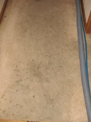 before cleaning in rental property