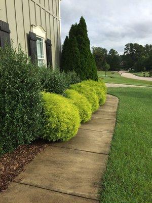 Overgrown bushes