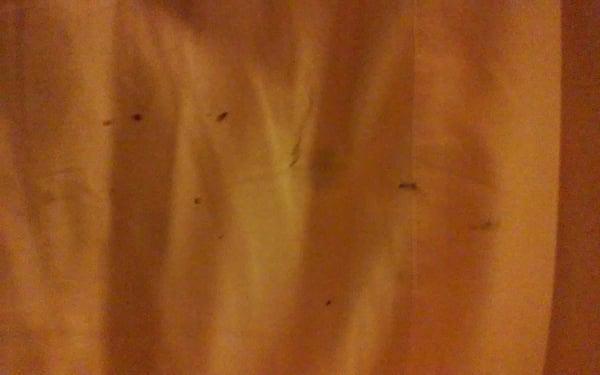 Blood stains on sheets of the bed where my daughter had been sleeping. We only found one bed bug, blamed,asked to go.