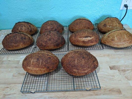 A whole family of happy Fall Honey Wheat loaves :)