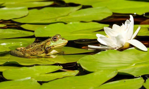 William Tricker Inc Water Gardens