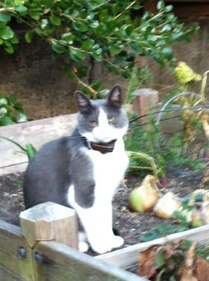 Tiburon guards the garden