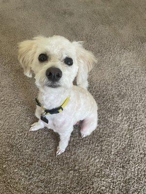 Handsome Sunny freshly groomed