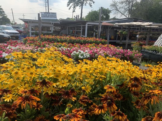 Beautiful Zinnias & Vincas