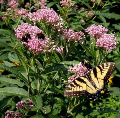 Three bees and a swallowtail on the same swamp milkweed plant (bought from Nature By Design)