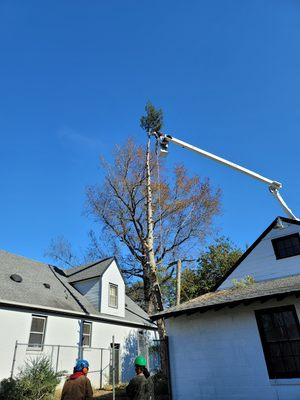 Pine tree next to house being taken down with the bucket truck